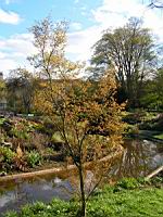 Acer palmatum cv Hoshi Kuzu (fam Aceracees) (Photo F. Mrugala) (2)